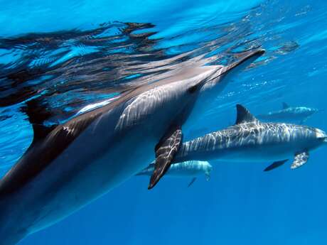 Tahiti By Boat