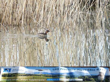 Comptage et observation des oiseaux de zones humides