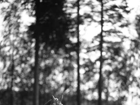 Ticket non remboursable