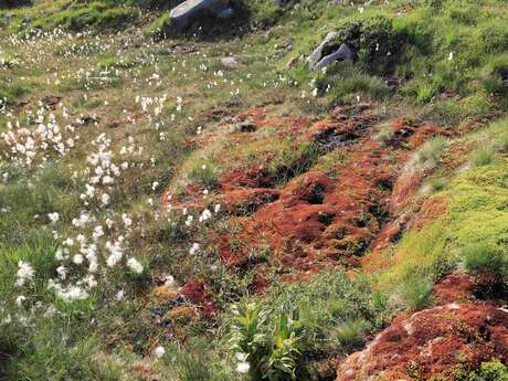 A la rencontre des tourbières, des milieux précieux à découvrir - Balade - découverte