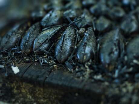 Eclade de moules