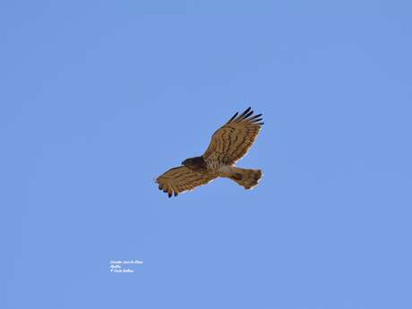 Birdwatching outing: Birds of the cliffs and plateaus