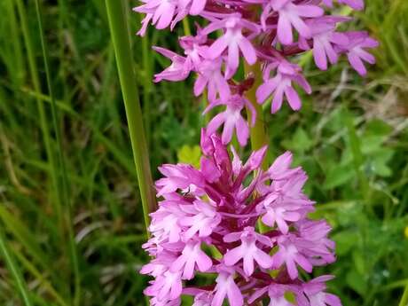 Les orchidées sauvages de St Mury... et d'ailleurs