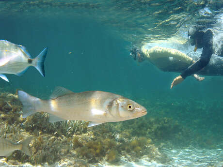 Snorkeling in the heart of the Marine Park