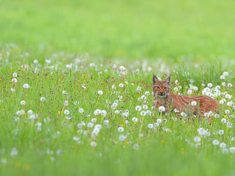 Animation nature: Sur les traces du Lynx