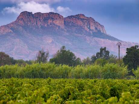 De la vigne au barrage de malpasset