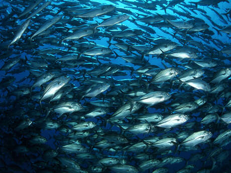 Ecole De Plongée De Tahiti - Scubatek