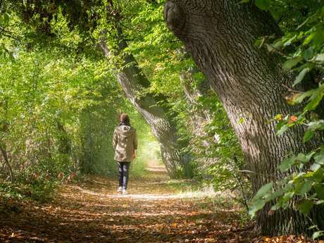 Immersive walk around the Vallon de Carqueiranne