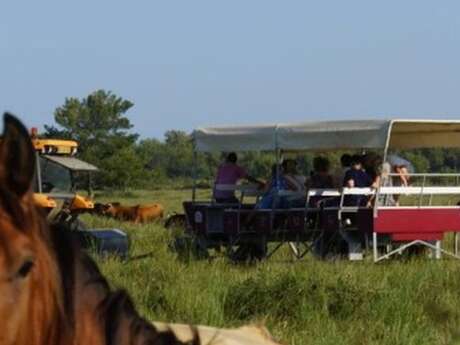 Visiter le Haras des Bruns au coeur d’une manade