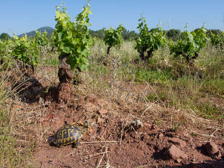 La Tortue d’Hermann : un allié de l’agriculture durable