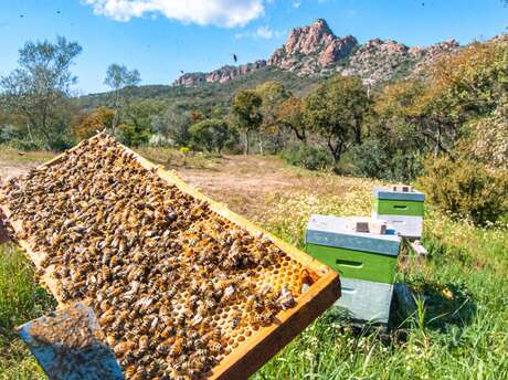 Atelier les trésors de la ruche au cœur de votre santé