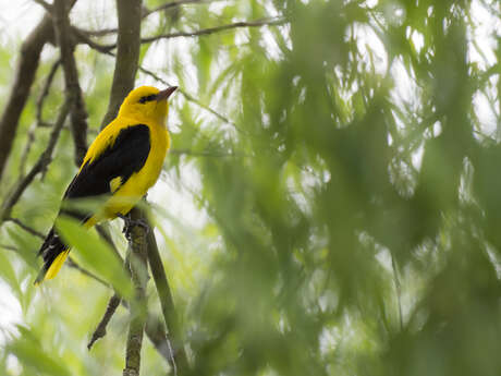 Balade et découverte naturaliste