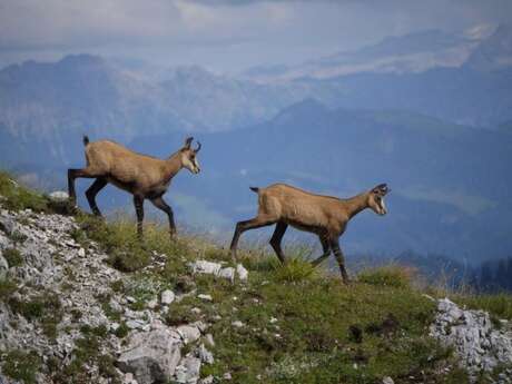 Hiking half-day hike: Sunrise with Chamois