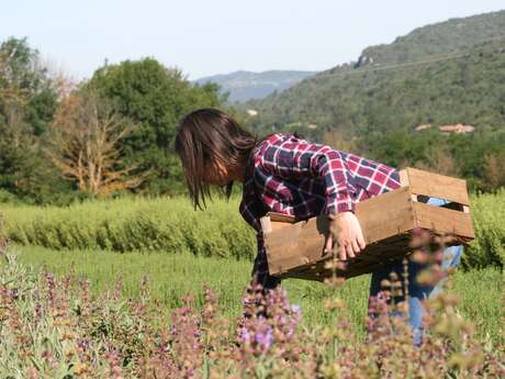 Visite découverte : les herbes de Provence par les sens