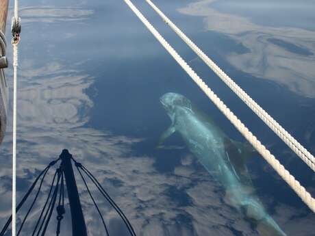 Osservazione in barca a vela - Alla scoperta dei cetacei del Mediterraneo