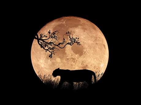 Contes musicaux africains