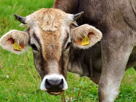 Marche Agrirando