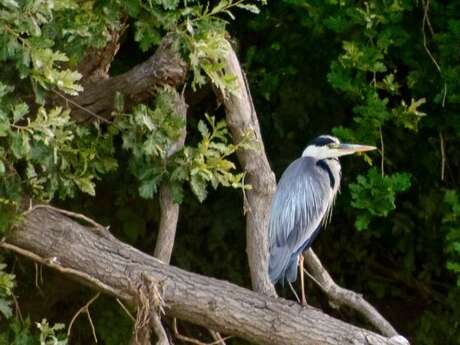 Croisière ornithologique Loire-Odyssée