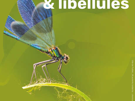 Amphibiens et libellules !