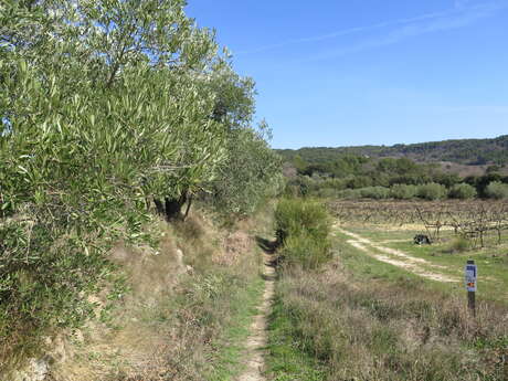 Circuit de Randonnée à Pernes les Fontaines - 10 km - n°2