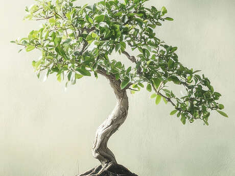 Atelier de printemps avec l'Art Bonsaï Club