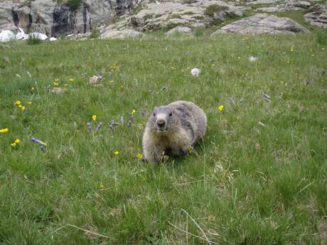 Sur les traces des marmottes : exploration et découverte