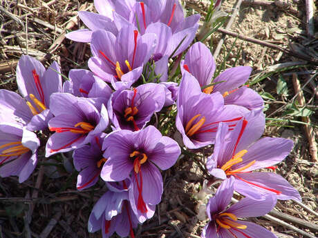Le Safran du Ventoux