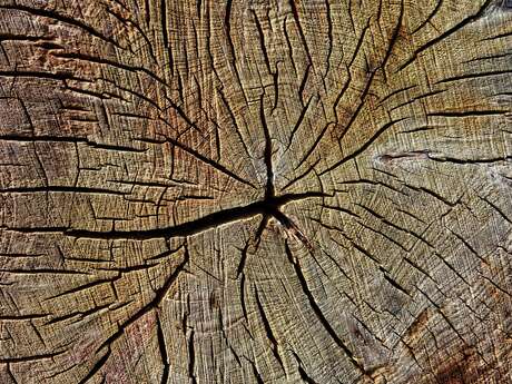 Fougax-et-Barrineuf : de l'arbre à la planche : savoir-faire et mémoire du bois