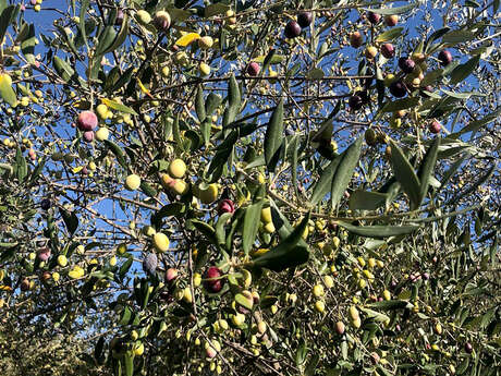 L'Olivade de Chabaud