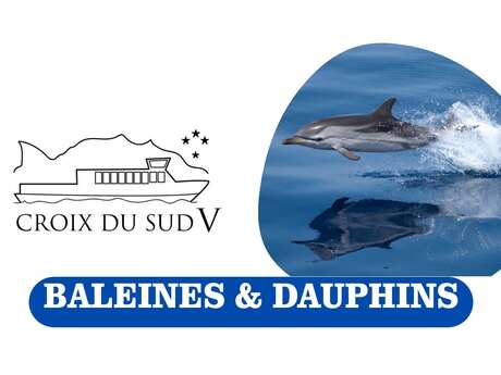 Whales & Dolphins | Southern Cross V