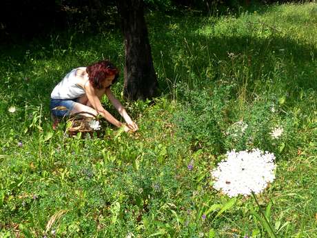 Découverte des plantes sauvages comestibles