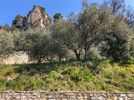 V11 - Le Monastère de Prébayon - Sablet