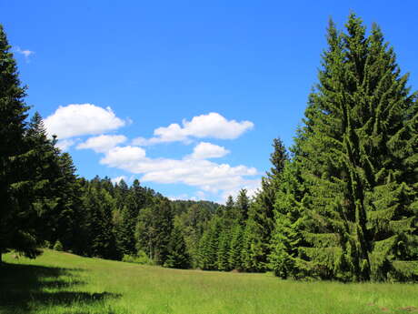 Arboretum et forêt des Grands Murcins