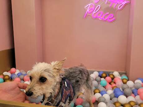 Brunch Dog's & Co.Fee