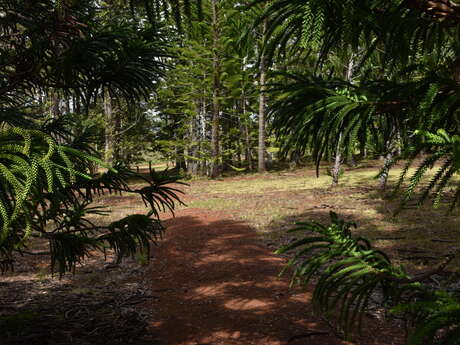 Sentier Arboretum