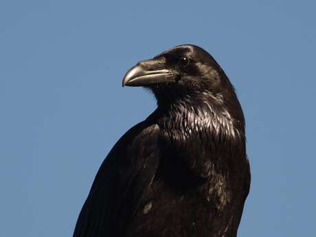 Conférence Les Corvidés : une famille d'oiseaux ordinaires mais tellement extraordinaire