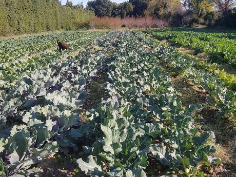 Les Paniers de José