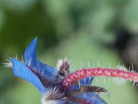 Balades Mille et Une Plantes
