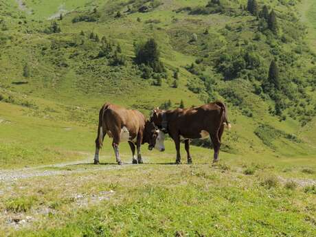 Croquet à thème "Animaux de la ferme"