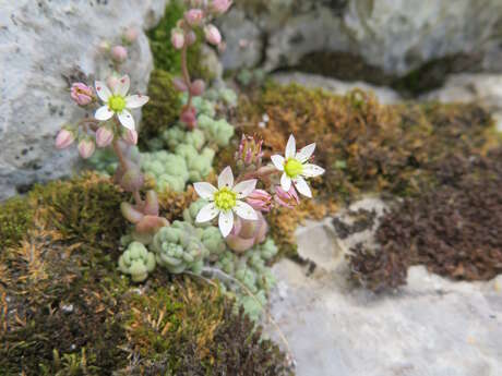 Inventaire participatif de la Flore urbaine - La-Combe-de-Lancey