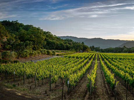 Vignes & pierres sèches à vélo