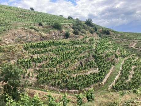 Visite des vignes en duo parents-enfants