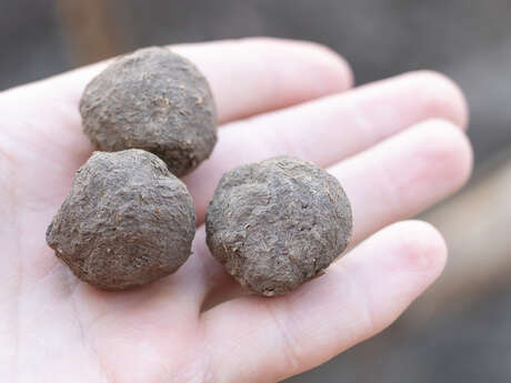 Ateliers - Fresque vivante en mousse et bombes à graines