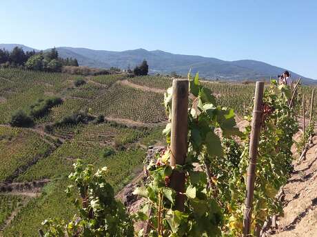 Séjour Randonnée : Vignobles de Saint-Joseph et Condrieu