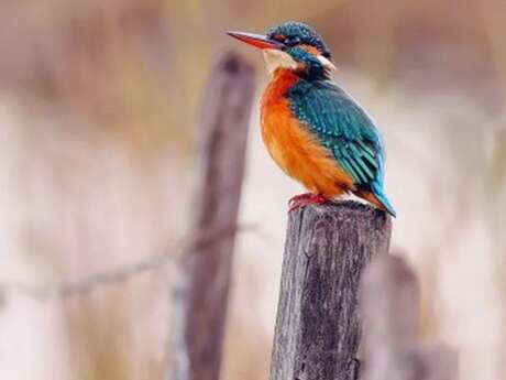 Sortie aux Marais de Beauchamp