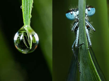 La photo MACRO en pratique !