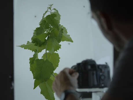 Atelier Les adaptations des plantes (dès 10 ans)