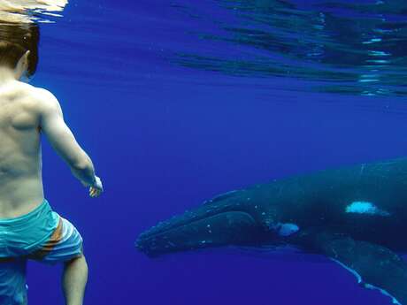 Moorea Ocean Adventures - Sortie baleines