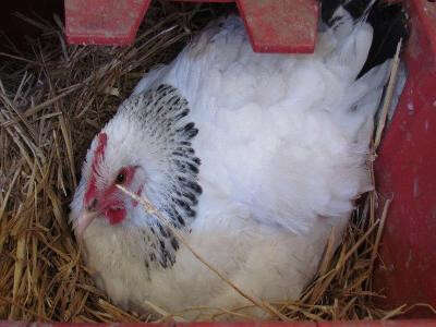 La Ferme de Clémence