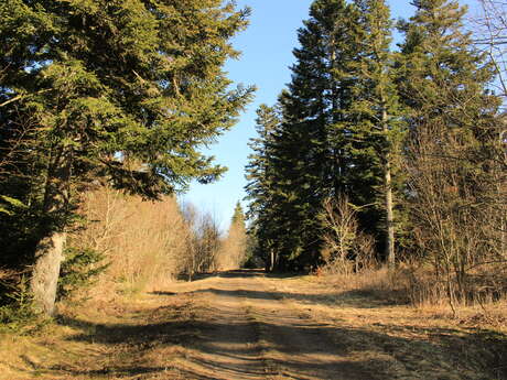 Le Cheix des Lunes - PR 17 - VTT